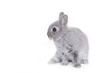 Fototapeta  - Grey dwarf baby bunny