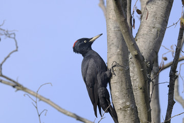 Wall Mural - black woodpecker, dryocopus martius