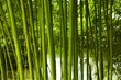 Bambus 02