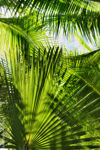 Foto-Schiebegardine mit Schienensystem - Green Palm Jungle (von svort)