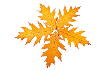 Wall Mural - Five autumn leaves