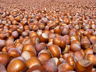 Enourmous pile of Turkish hazelnut kernels in a sunny day