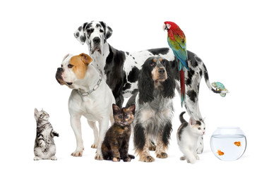 Wall Mural - Group of pets standing in front of white background, studio shot