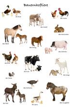 Educational Poster With Farm Animal In German