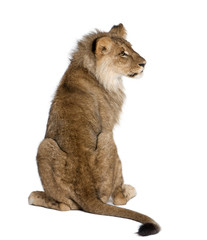 Sticker - Lion - Panthera leo, sitting in front of a white background