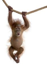 Wall Mural - Baby Sumatran Orangutan hanging on rope against white background