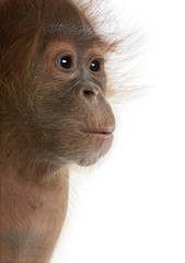 Sticker - Close-up of baby Sumatran Orangutan, against white background