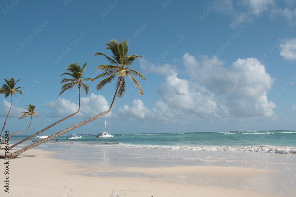 pochylone palmy kokosowe nad brzegiem morza karaibskiego - obrazy, fototapety, plakaty 