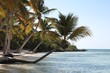 Palmy kokosowe nad brzegiem morza karaibskiego