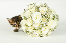 Wedding Bouquet And A Cute Cat.