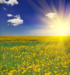 Canvas Print - dandelion meadow under sun