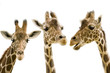 Giraffe wd272
