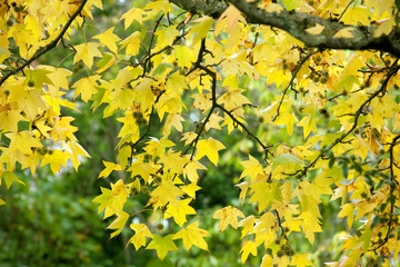 Wall Mural - autumn maple branch