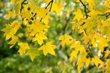 Wall Mural - autumn maple leaves