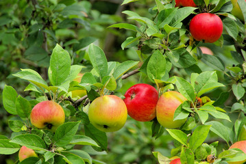 Poster - Apfel am Baum - apple on tree 102