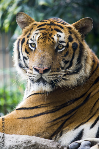 Tapeta ścienna Dojrzały tygrys Bangal w zoo patrząc w kamerę