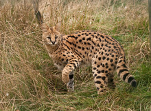 Serval Cat Disappearing Into Long Grass