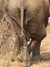 African Elephant Crossing Its Legs
