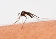 Mosquito hambriento
