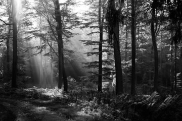  Forest light