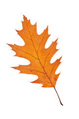 Wall Mural - One autumn leaf