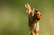 Ladybird on grass stem with a green background