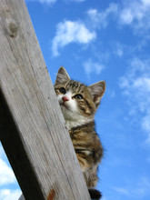 Kitten On A Fence