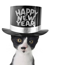 Happy New Year Kitten