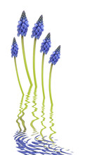 Grape Hyacinth Flower Abstract