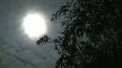 Wall Mural - HD Full Moon and Willow Tree