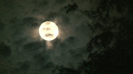 Wall Mural - hd full moon and willow tree 2