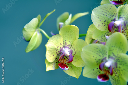 Board z aluminiowym obramowaniem Żółta orchidea phalaenospis, niebieskie tło