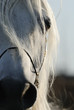 closeup of horse's eye