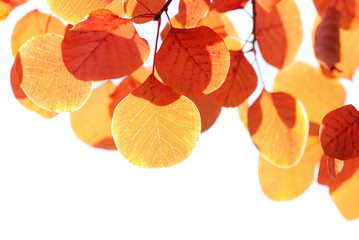 Wall Mural - closeup of yellow autumn leaves