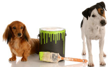 Bad Dog - Dachshund And Jack Russel Terrier With Paint Can