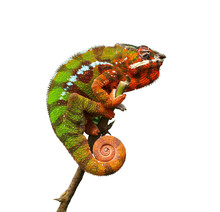 Chameleon - Furcifer Pardalis On A White Background