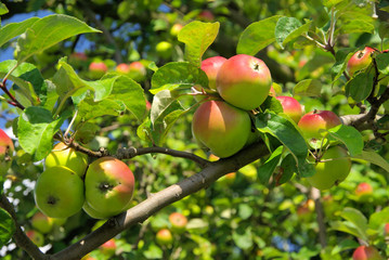 Wall Mural - Apfel am Baum - apple on tree 109