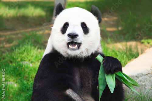 Photo  Giant panda