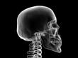 xray human head skull