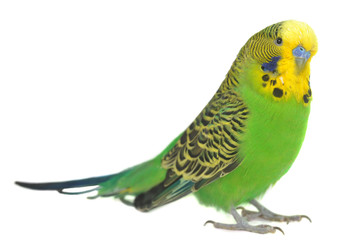 portrait of  budgerigar