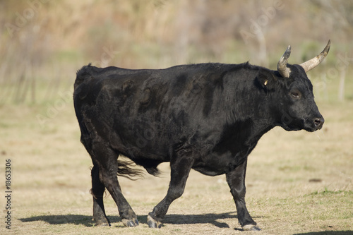 Naklejka samoprzylepna Wspaniały byk z Camargue