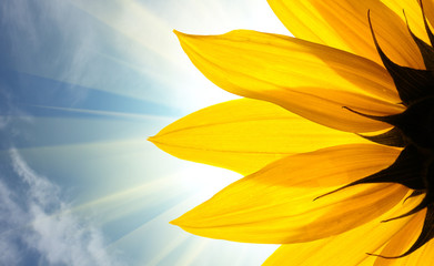 Fotomurales - Sunflower in rays of sun over sky background