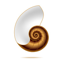 Nautilus Shell. Vector Illustration.