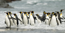 King Penguins In The Surf