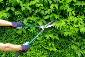 Wall Mural - Hecke schneiden - cut a hedge 08