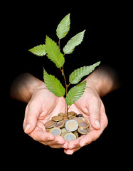 Hand with tree growing from pile of coins