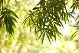 Fototapeta Sypialnia - Bamboo leaves