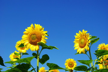 Wall Mural - sunflower