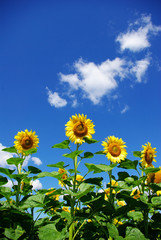 Wall Mural - sunflower