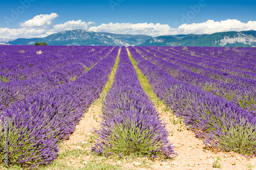 Tapeta ścienna Lawendowe pole, płaskowyż Valensole, Prowansja, Francja